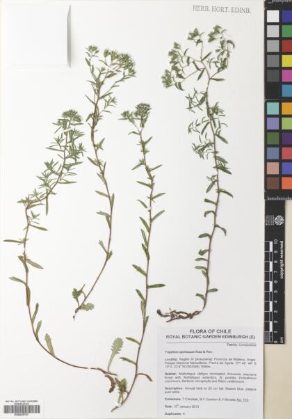 Triptilion spinosum [Espécimen: ]