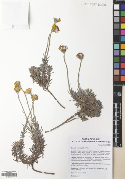 Senecio chionophilus [Espécimen: ]