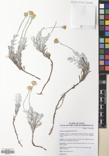 Senecio poeppigii var. poeppigii [Espécimen: ]