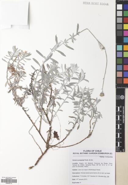Senecio linaresensis [Espécimen: ]