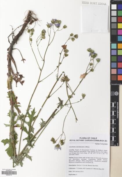 Leucheria coerulescens [Espécimen: ]