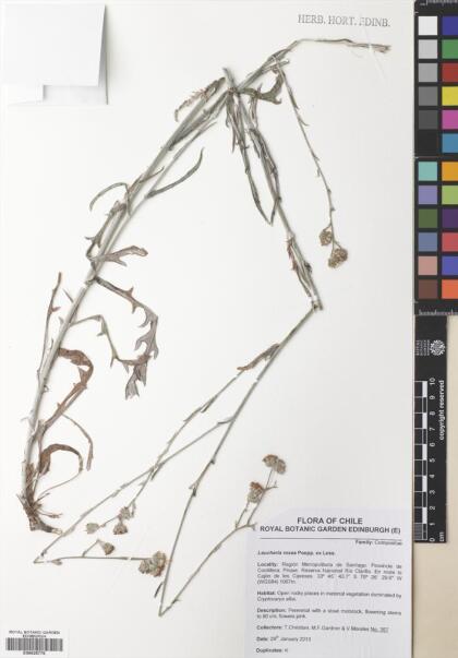 Leucheria rosea [Espécimen: ]
