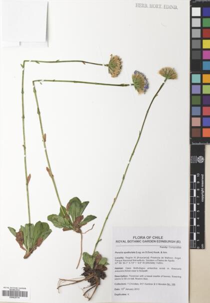 Perezia spathulata [Espécimen: ]