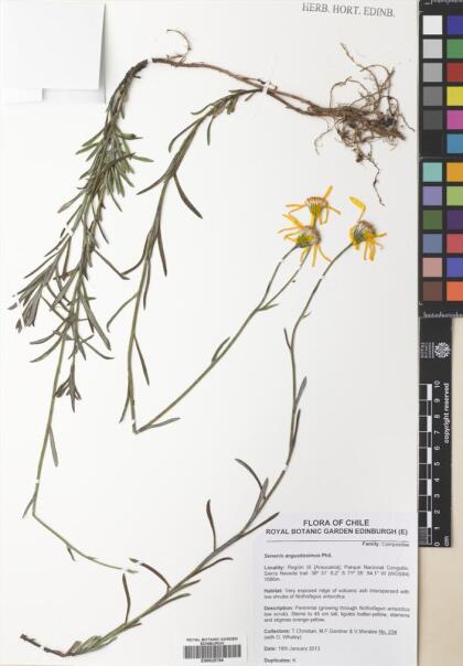 Senecio angustissimus [Espécimen: ]