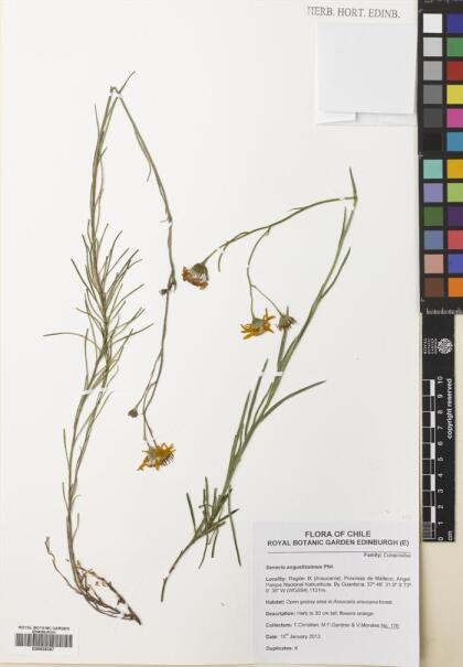 Senecio angustissimus [Espécimen: ]