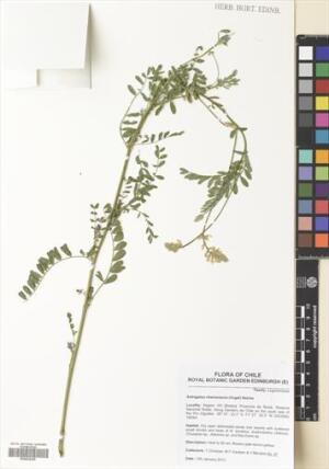 Astragalus chamissonis [Espécimen: ]