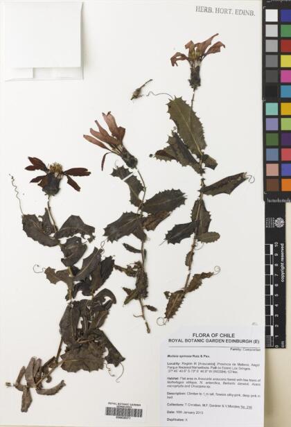 Mutisia spinosa [Espécimen: ]