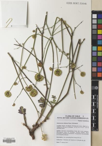 Asteriscium chilense [Espécimen: ]
