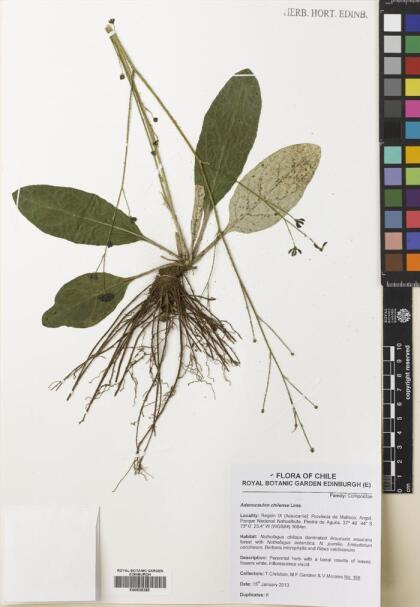 Adenocaulon chilense [Espécimen: ]