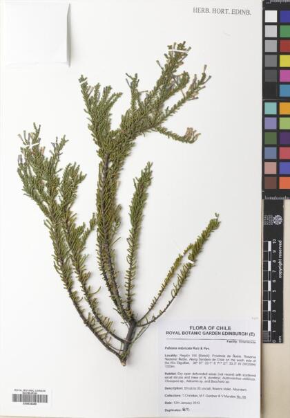 Fabiana imbricata [Espécimen: ]