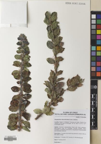 Archidasyphyllum diacanthoides [Espécimen: ]