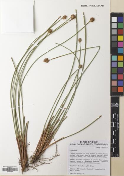 Carex aphylla [Espécimen: ]