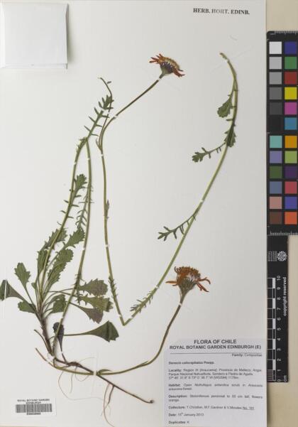 Senecio calocephalus [Espécimen: ]