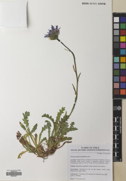 Perezia pedicularidifolia [Espécimen: ]
