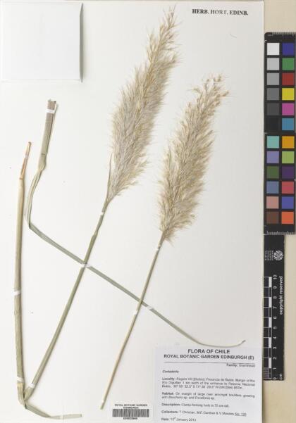 Cortaderia egmontiana [Espécimen: ]