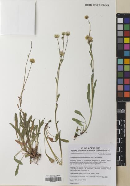 Symphyotrichum glabrifolium [Espécimen: ]
