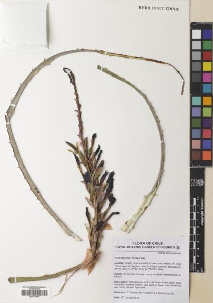 Puya alpestris subsp. alpestris [Espécimen: ]