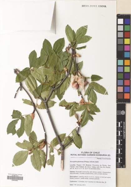 Eucryphia glutinosa [Espécimen: ]