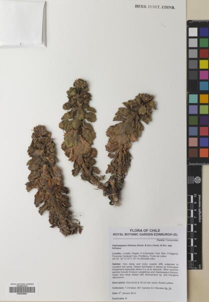 Haplopappus foliosus [Espécimen: ]