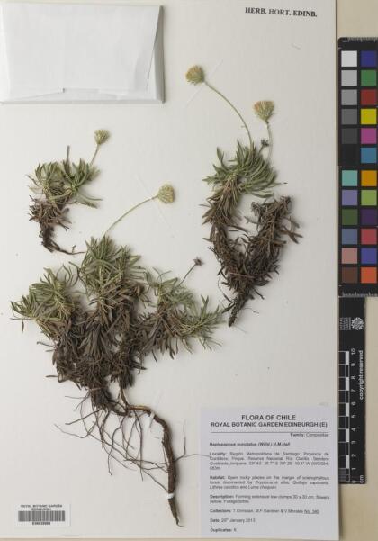 Haplopappus humilis [Espécimen: ]