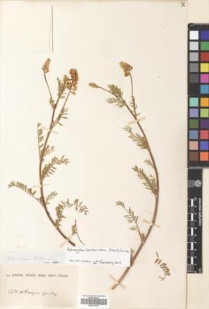 Astragalus berterianus [Espécimen: ]