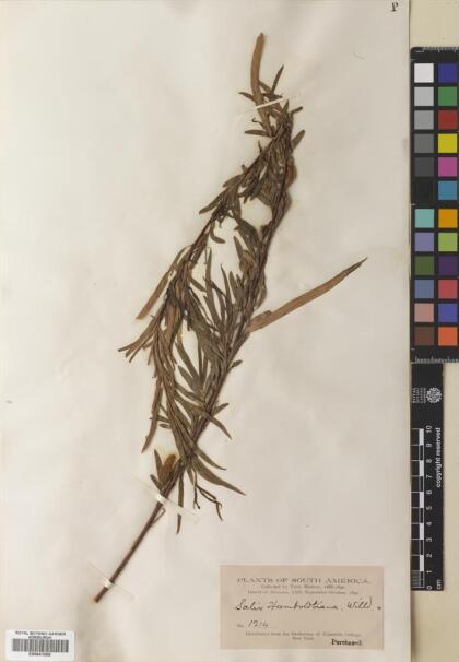 Salix humboldtiana [Espécimen: ]