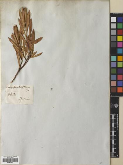 Salix humboldtiana [Espécimen: ]