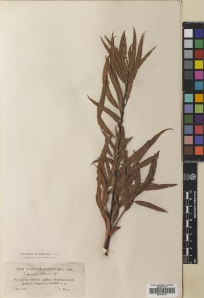 Salix humboldtiana [Espécimen: ]