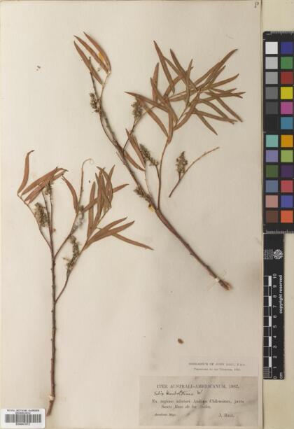 Salix humboldtiana [Espécimen: ]