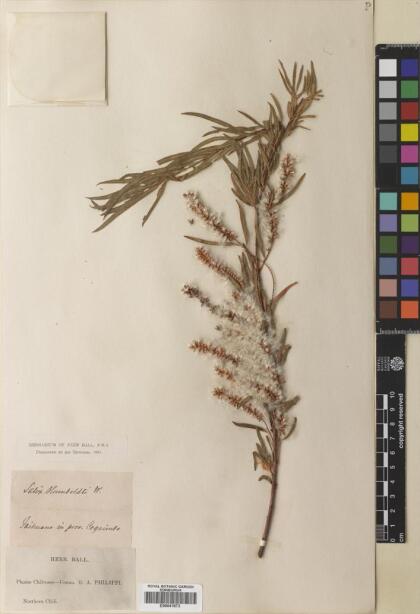 Salix humboldtiana [Espécimen: ]