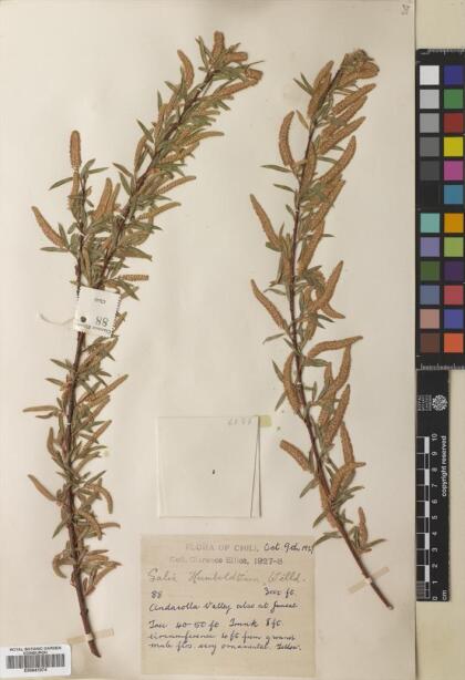 Salix humboldtiana [Espécimen: ]