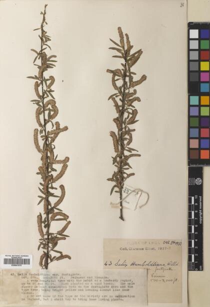 Salix humboldtiana [Espécimen: ]