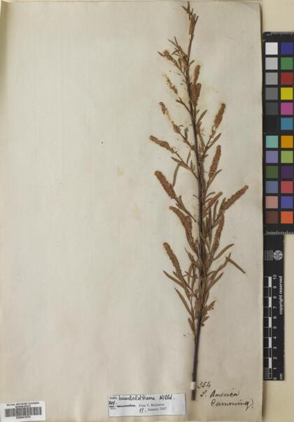 Salix humboldtiana [Espécimen: ]