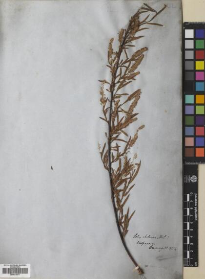 Salix humboldtiana [Espécimen: ]