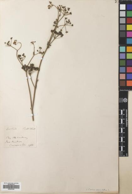 Conium maculatum [Espécimen: ]