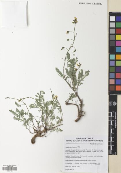 Adesmia araucana [Espécimen: ]