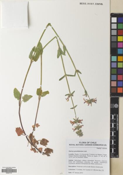 Stachys grandidentata [Espécimen: ]