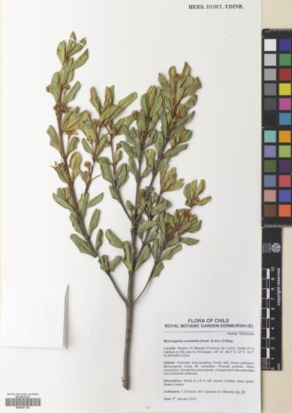 Myrceugenia correifolia [Espécimen: ]