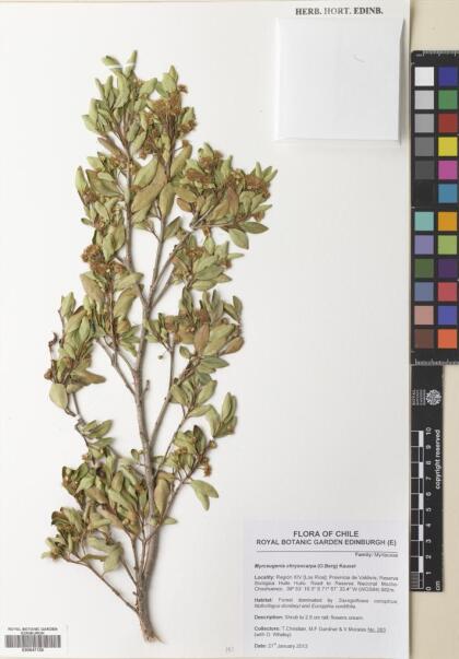 Myrceugenia chrysocarpa [Espécimen: ]