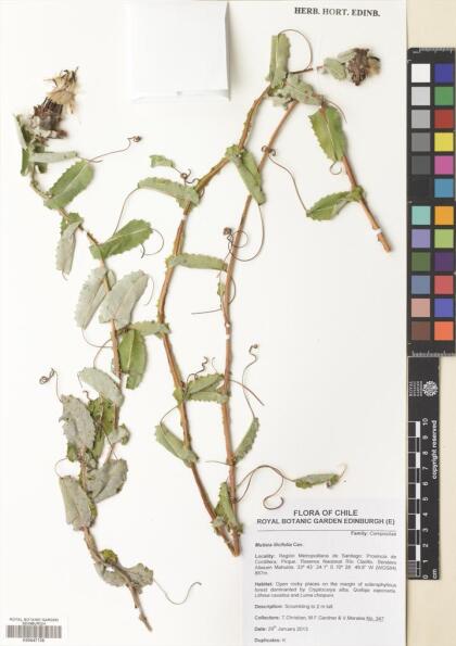 Mutisia latifolia [Espécimen: ]