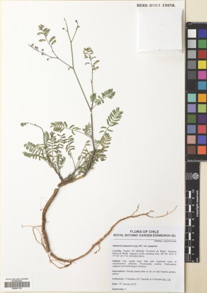 Adesmia papposa var. papposa [Espécimen: ]