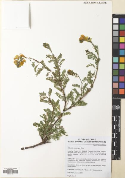 Adesmia propinqua [Espécimen: ]
