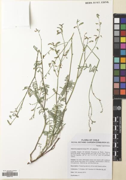 Adesmia papposa var. papposa [Espécimen: ]