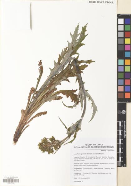 Leucheria glacialis [Espécimen: ]