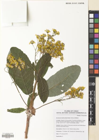 Acrisione denticulata [Espécimen: ]