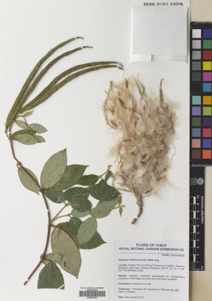 Elytropus chilensis [Espécimen: ]