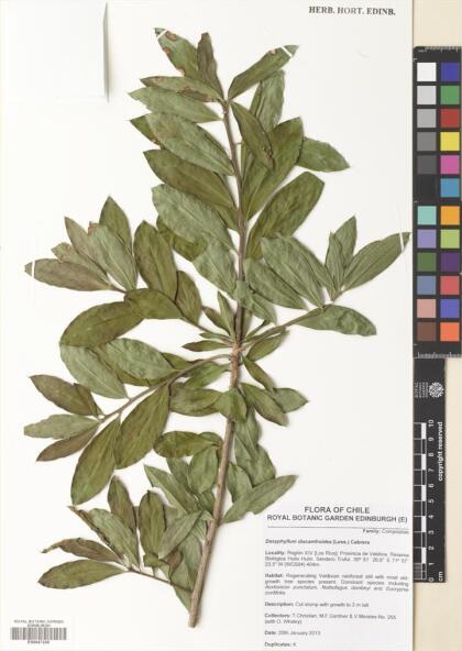 Archidasyphyllum diacanthoides [Espécimen: ]