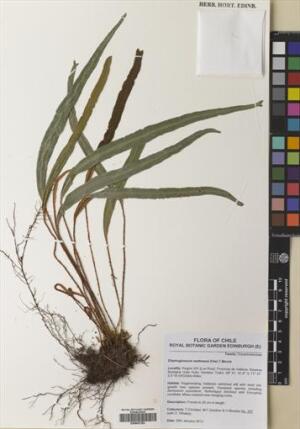 Elaphoglossum fonkii [Espécimen: ]