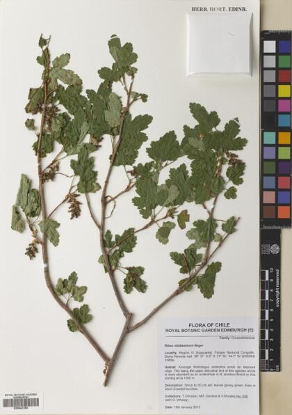 Ribes densiflorum [Espécimen: ]