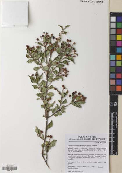 Amomyrtus luma [Espécimen: ]